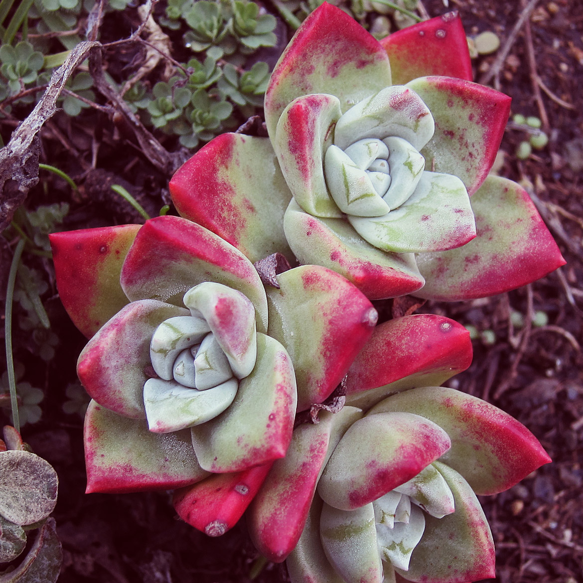 Beautiful Succulents